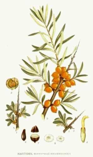 Sea-Buckthorn - Hippoph&aelig; rhamnoides - Облепиха обыкновенная